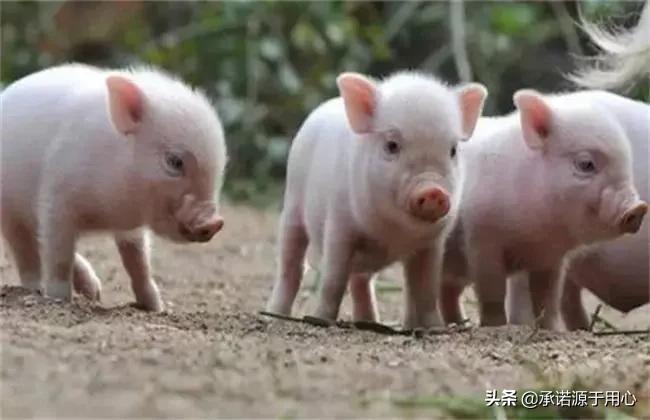 断奶仔猪的三大禁忌,断奶仔猪常见疾病预防保健治疗