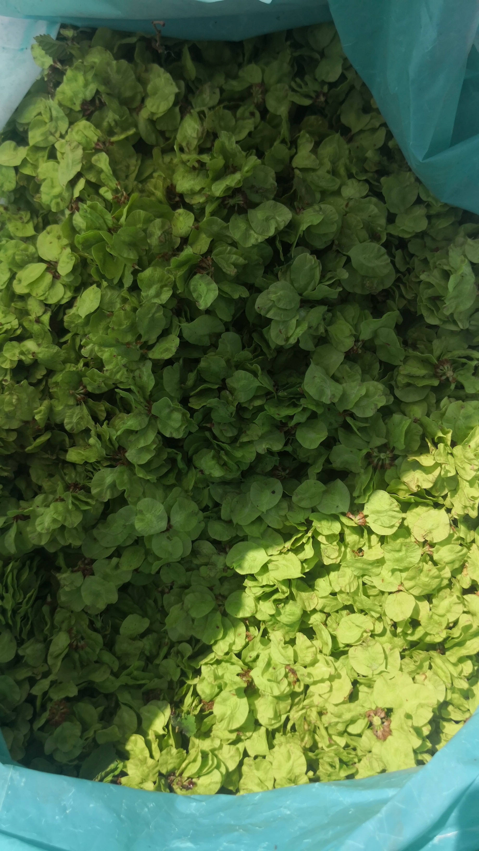 洛阳涧西区谷水会,洛阳市谷水会