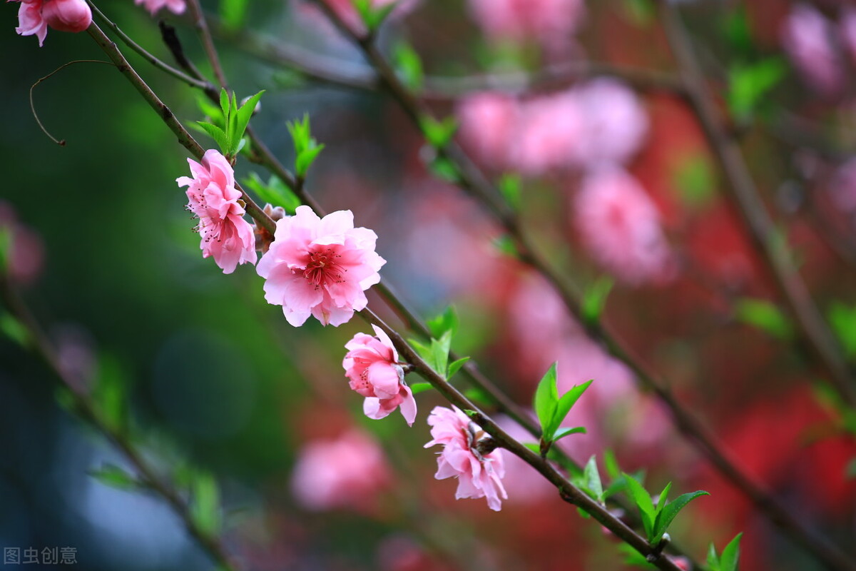 中华文化深度解释,中华文化根基解释