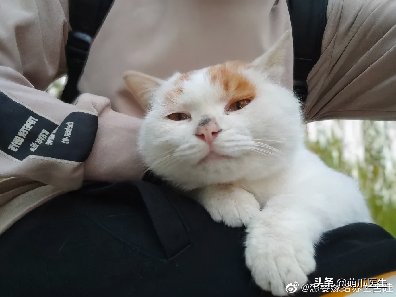 全网最可爱猫整天撒娇卖萌,全网最委屈的猫