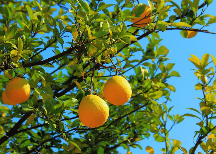 柚子无公害栽培技术,柚子该怎么种又快又营养