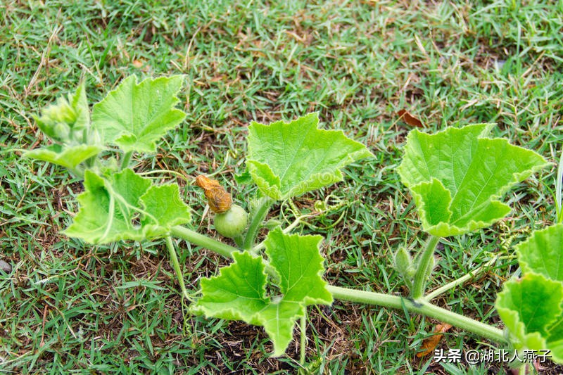 常见野菜的种类和图片大全 (各种野菜大全带图片)