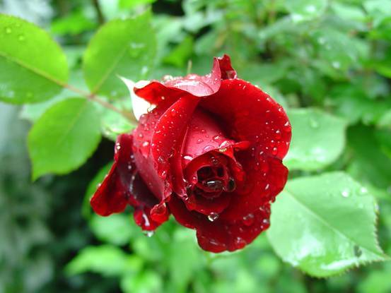 正宗云南鲜花饼的做法,云南的鲜花饼哪家最正宗