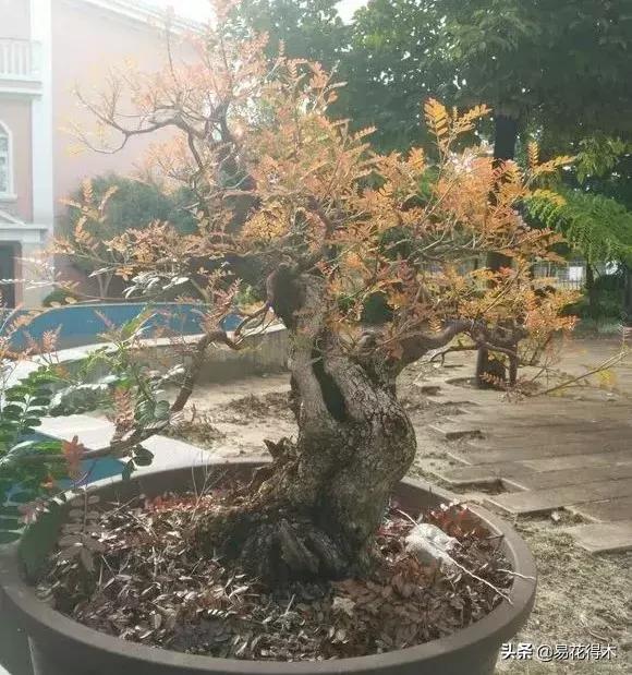 清香木盆景黄叶掉叶是什么原因,清香木黄叶掉叶如何处理