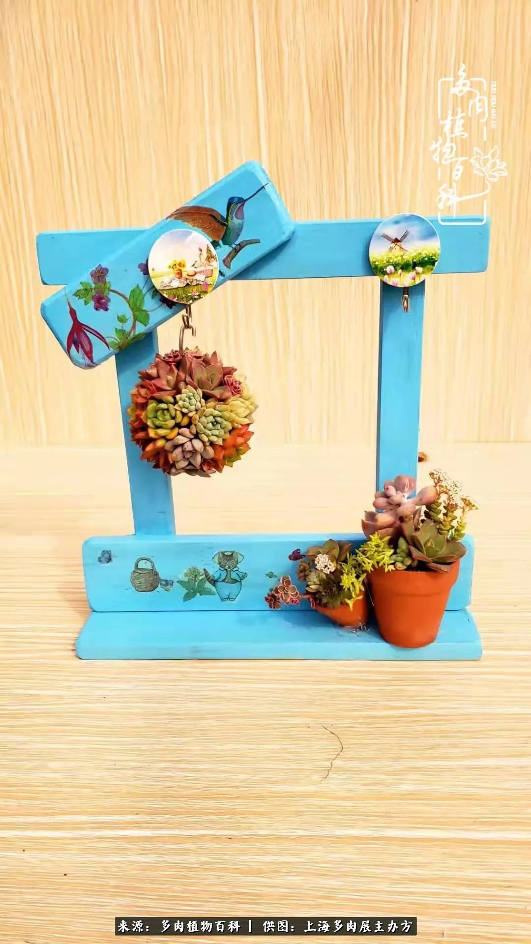 2023多肉展会直播,2023上海多肉植物展