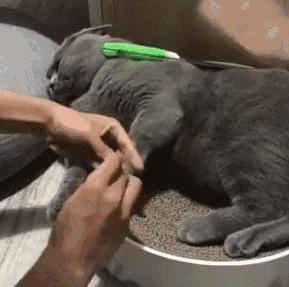 养英短还是俄蓝,养英短蓝猫还是美短好