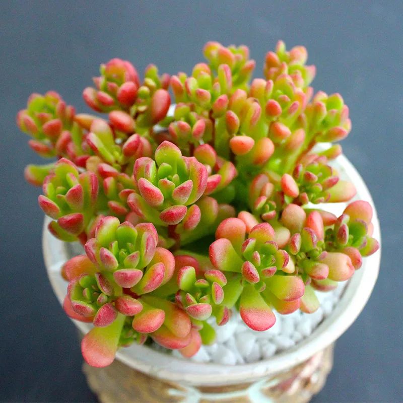 又萌又美丽好养的多肉,哪些多肉是小可爱种的