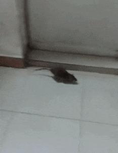 搞笑gif趣图我终于自由了,搞笑gif趣图一步做错步步皆错