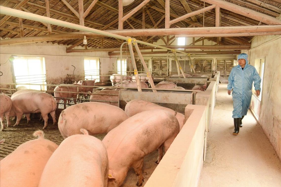 生猪养猪政策有哪些,生猪养殖最新政策