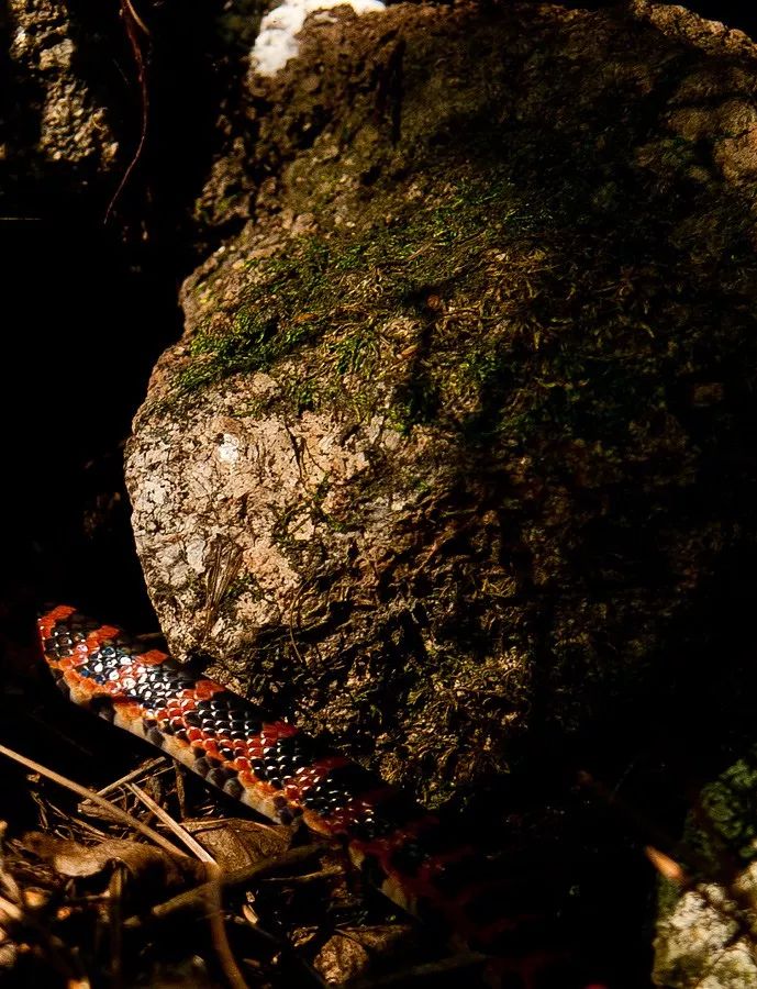 家里进蛇怎么办可以报警吗,家里进蛇找谁可以处理