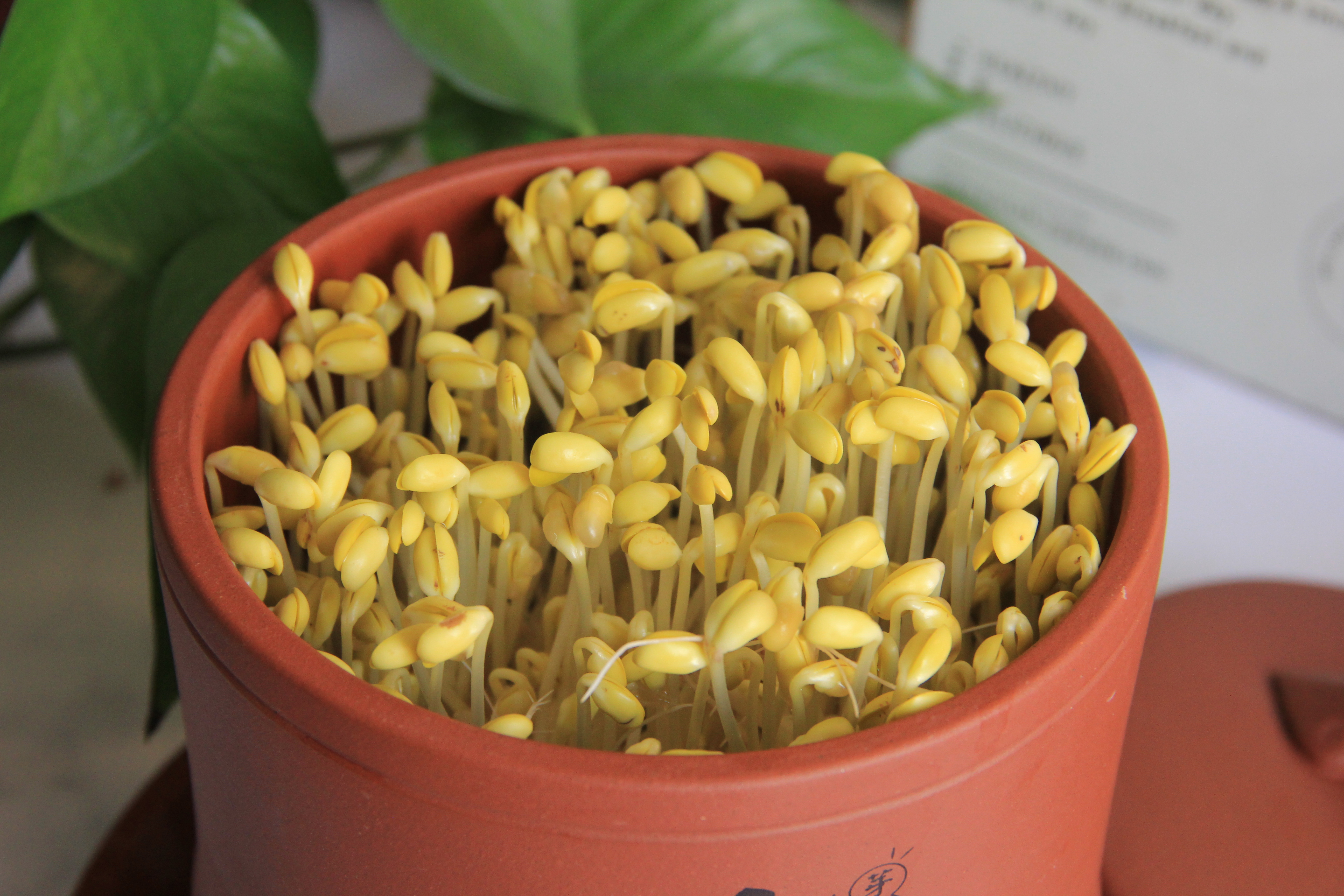 发豆芽原始的简单方法,发豆芽的方法简单又好