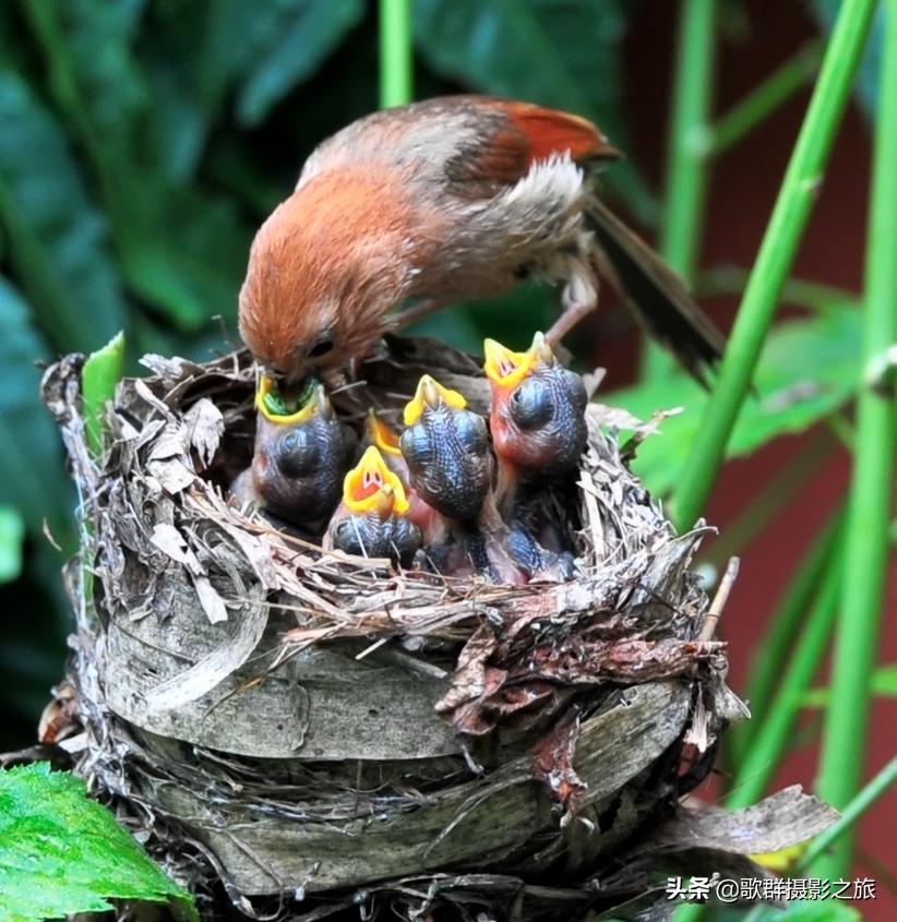 佳能r5微单拍风光怎么设置最好,佳能微单r5如何查找系统信息