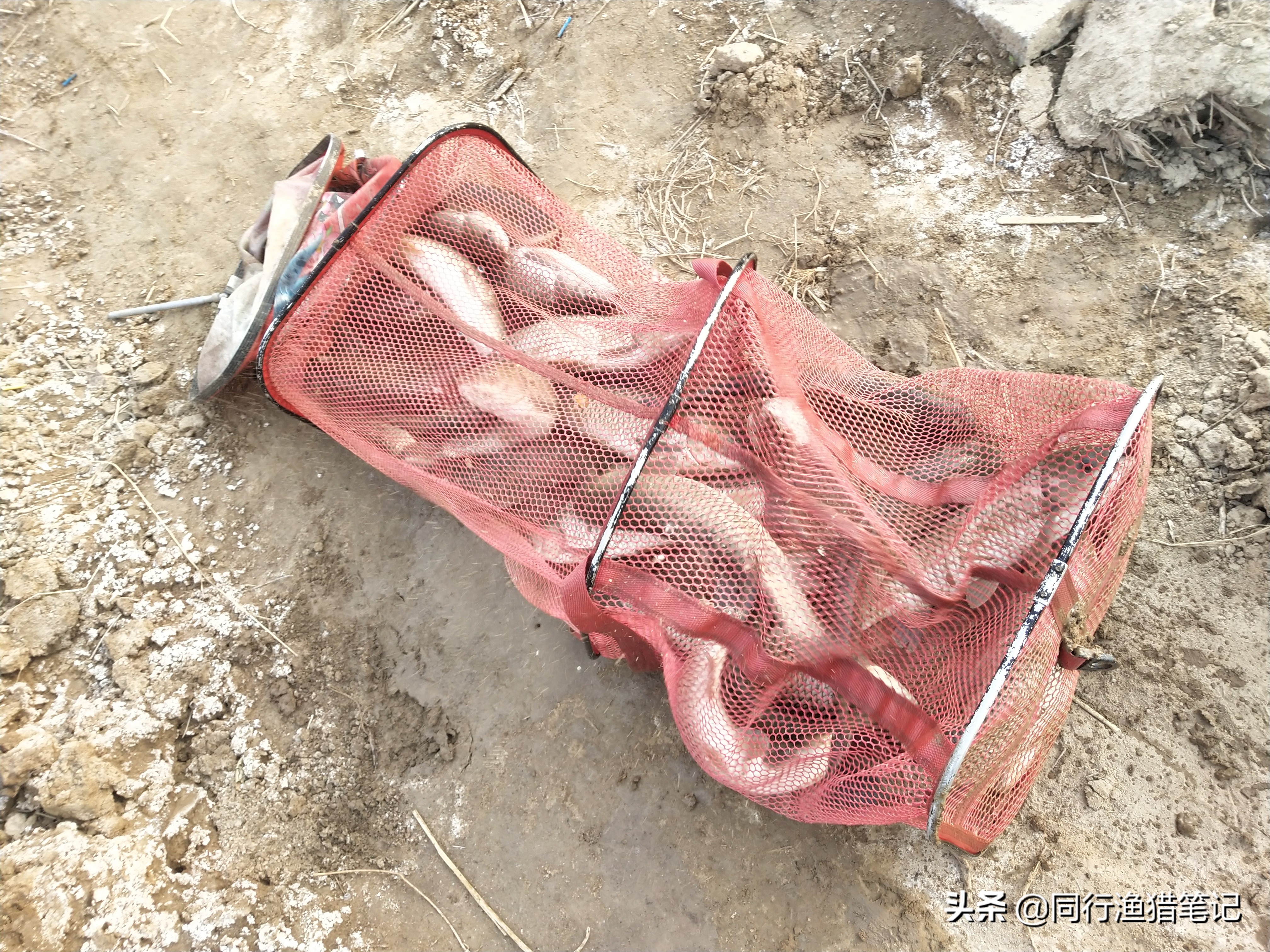 小体草鱼,钓草鱼中鱼率高冬季钓草鱼技巧