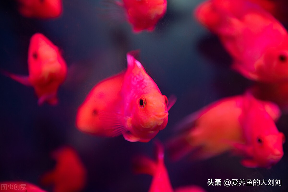 怎样挑选红色观赏鱼,新手如何挑选观赏鱼饲养