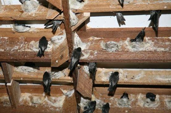 燕窝知识儿童篇,你不知道的营养知识