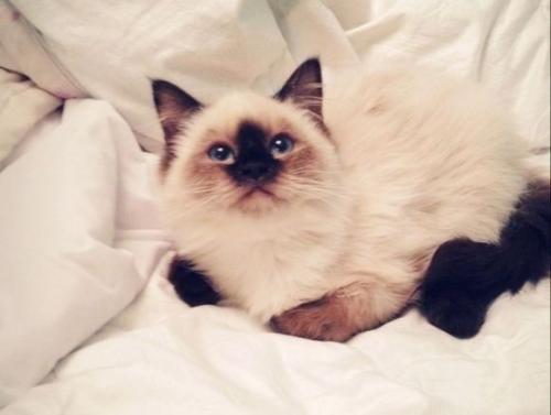 颜值爆表猫,颜值爆表的猫视频