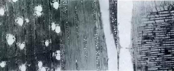 千万注意可沉水的海南黄花梨,大叶黄花梨是不是好木头