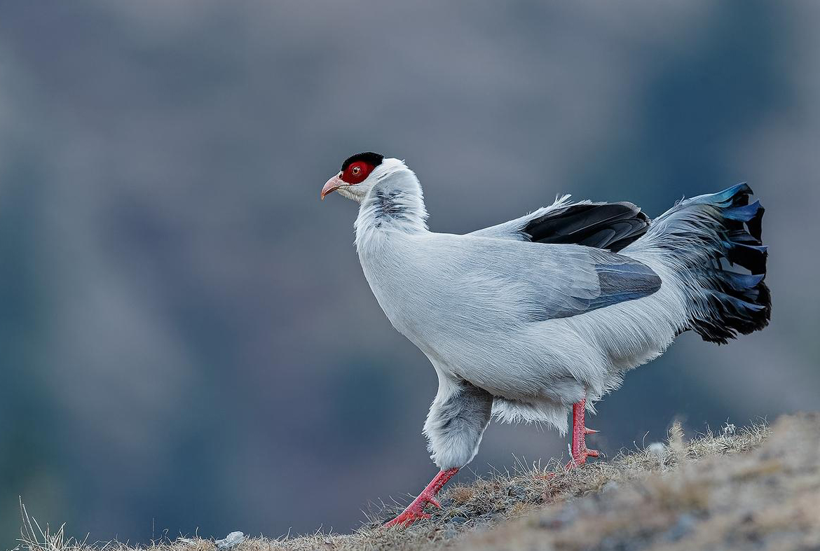 东江揽胜,惠州淡水常见鸟类图谱