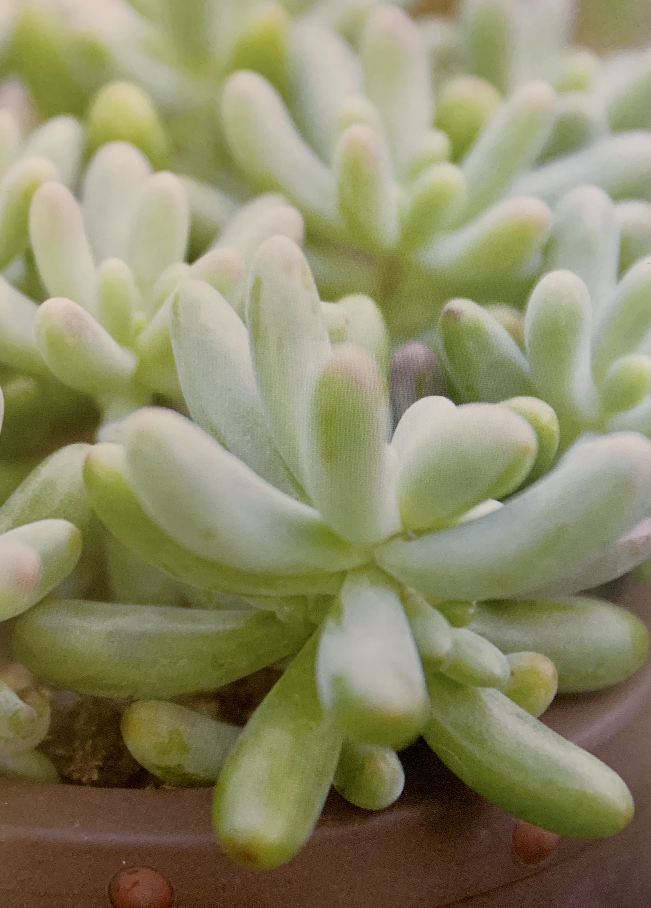 最美最好养的多肉法师,最美的多肉植物排名