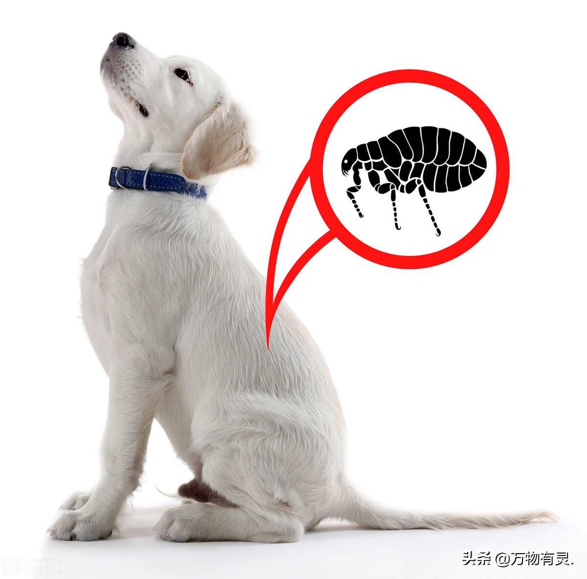 9个方法除掉狗狗身上的跳蚤