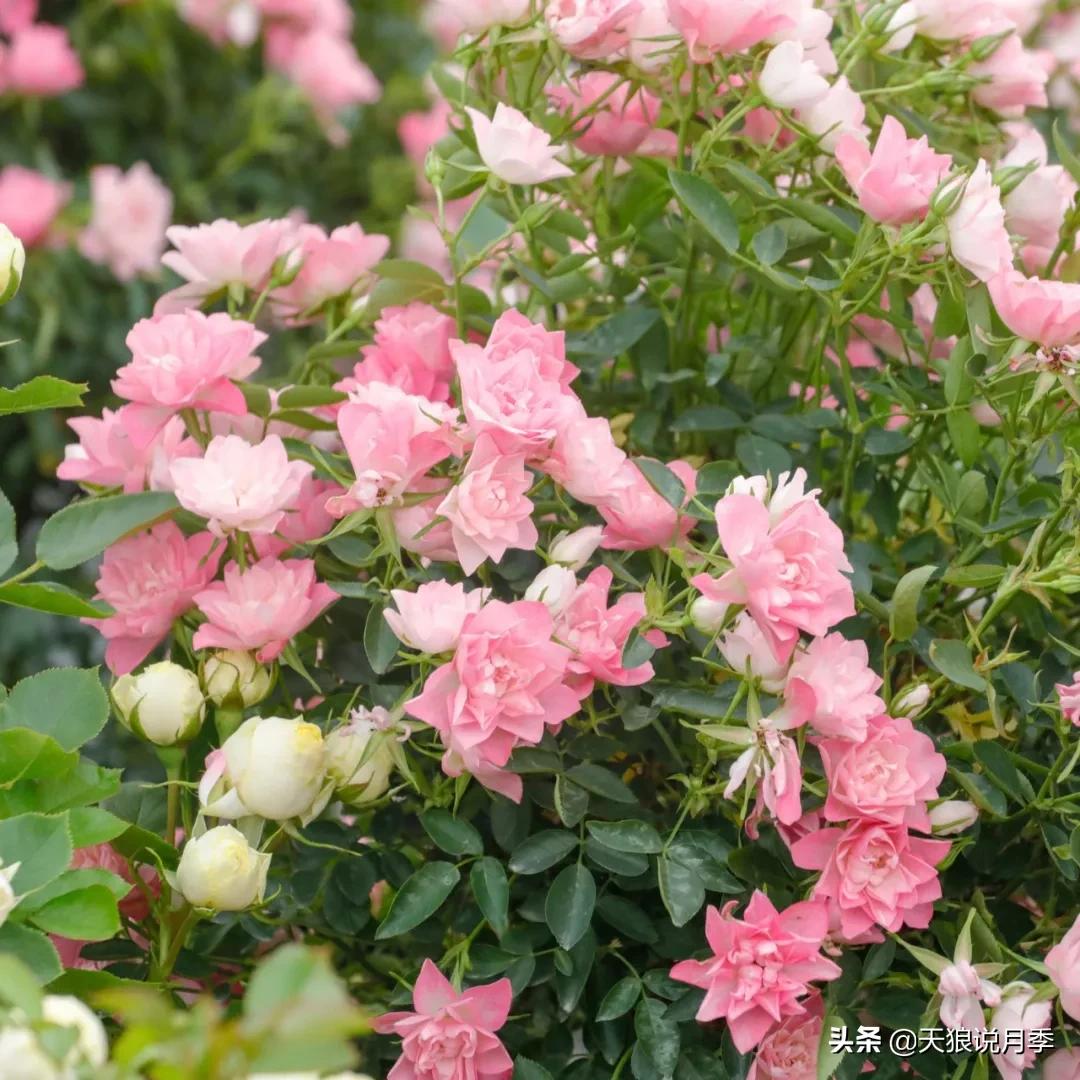 520你最想收到什么玫瑰,520这样的玫瑰你们喜欢吗