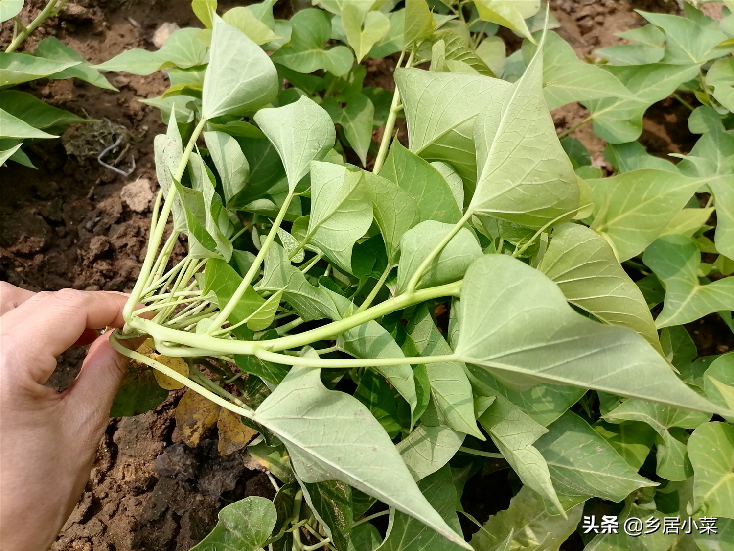 红薯苗叶子被虫子吃了怎么办,红薯叶被虫子咬了很多洞怎么办