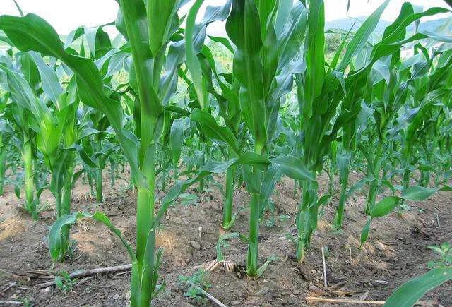玉米喷施矮壮素的最佳时间,玉米已经倒伏还可以喷控旺素吗