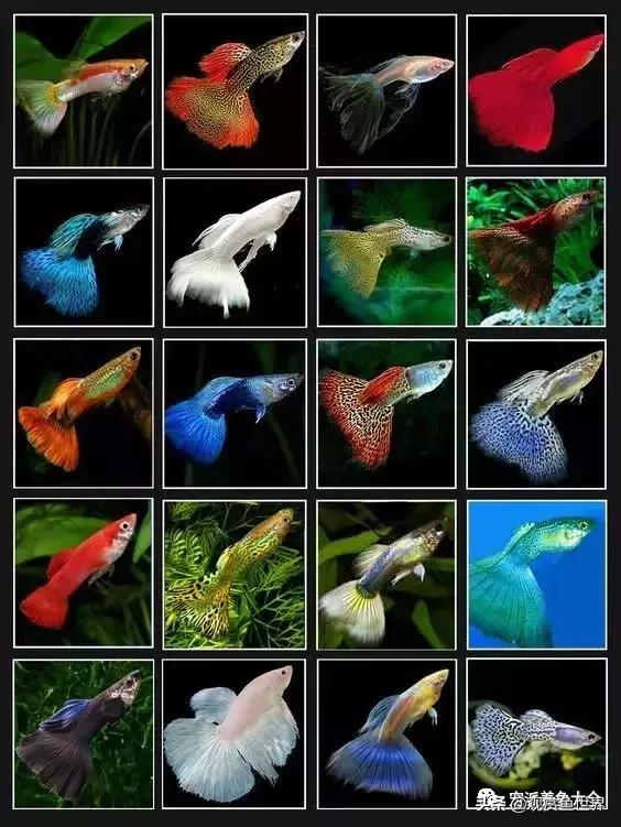 最好养的观赏鱼寓意好的,具观赏性又吉祥的观赏鱼