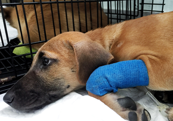 犬蛋白丢失性肠炎是什么引起的,犬蛋白丢失性肠炎