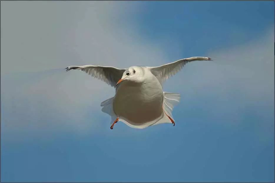 胖鸟“凉凉”引网友众筹，打击盗版路上还请少一点同情