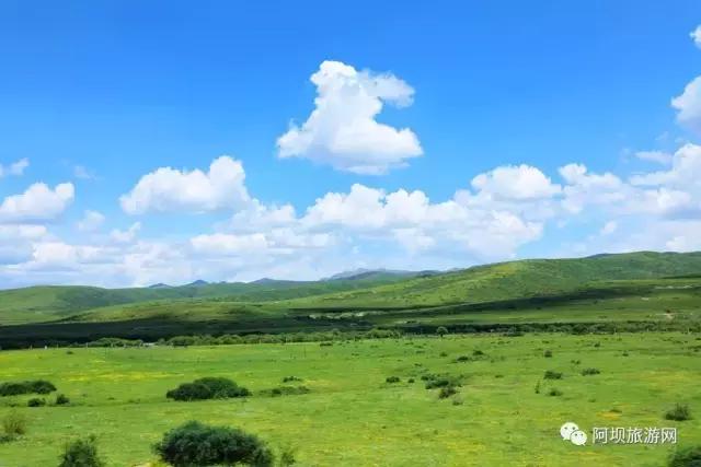 阿坝雅克音乐节多少钱 (阿坝红原雅克音乐节)