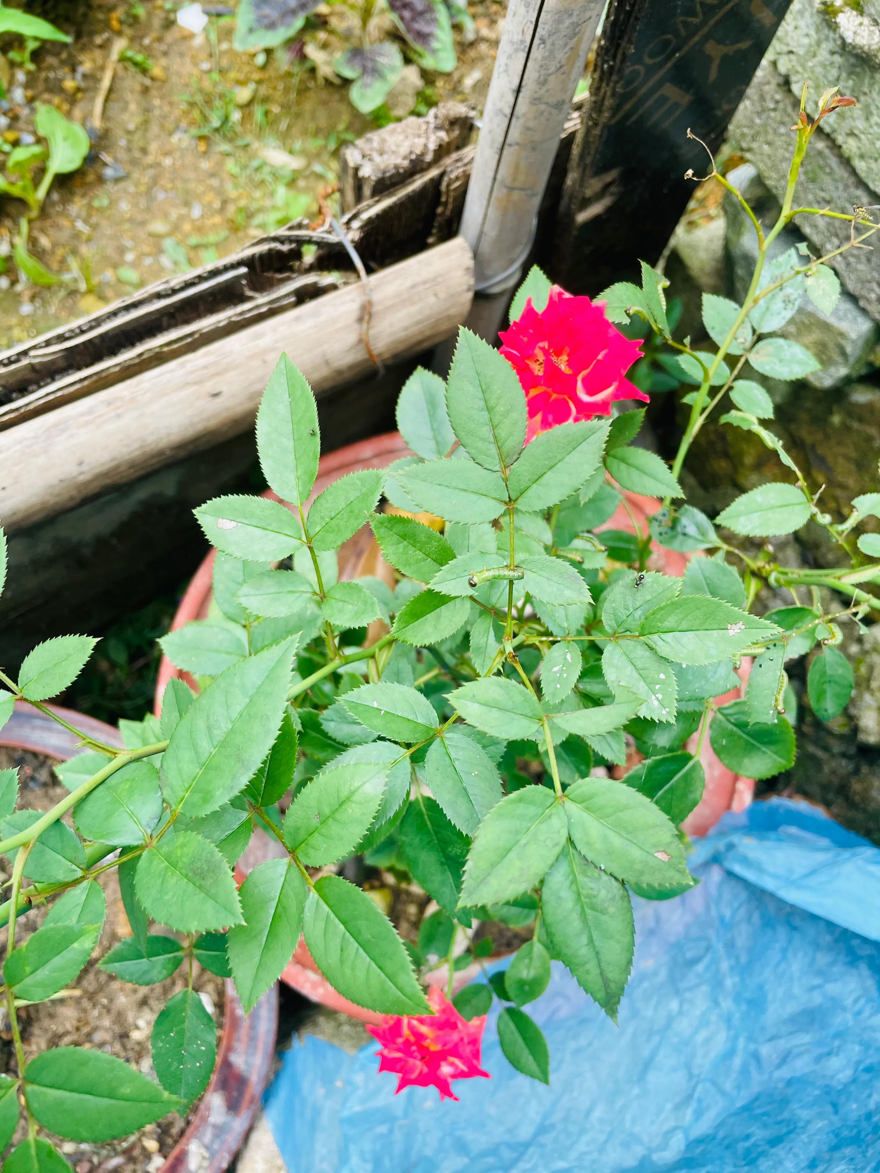 在农村老家卖菜种,在农村里买菜苗