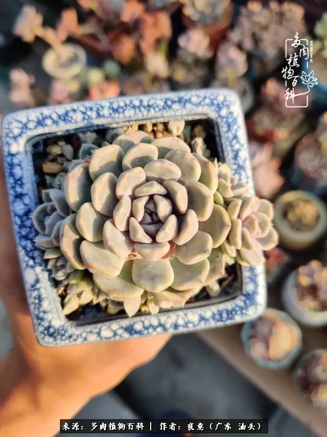 广东春天多肉图片大全,这个季节的多肉状态是最美的