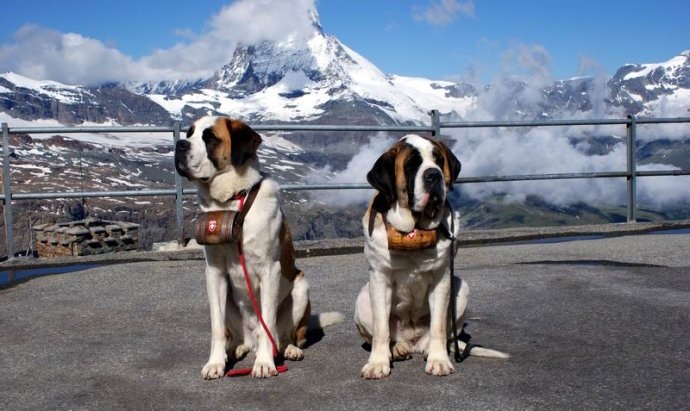 圣伯纳犬是雪山救援犬么,雪山救援犬圣伯纳报价