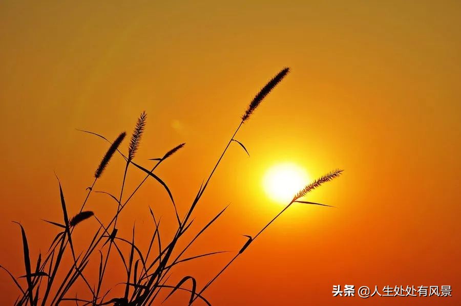 我吃着汉堡，妈妈注视着我（中低年级）「杨柳风学堂习作选登」