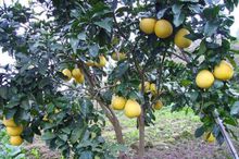 重庆市梁平区虎城镇,重庆市梁平区虎城镇规划图