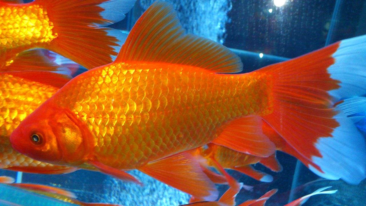 金鱼品种小草金,大尾巴的草金鱼是什么品种