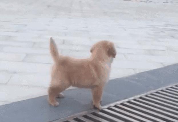 小金毛想要跳过井盖，没想到竟直接插了进去