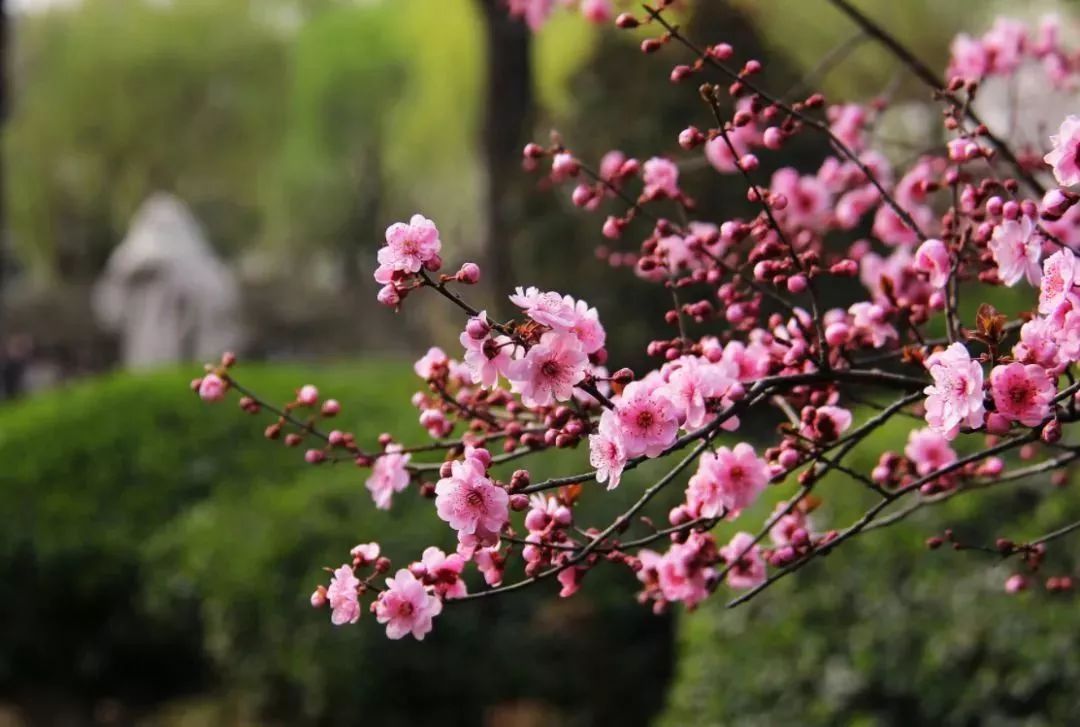 看到花的时候，不知是什么花？那就收下这份百花图谱