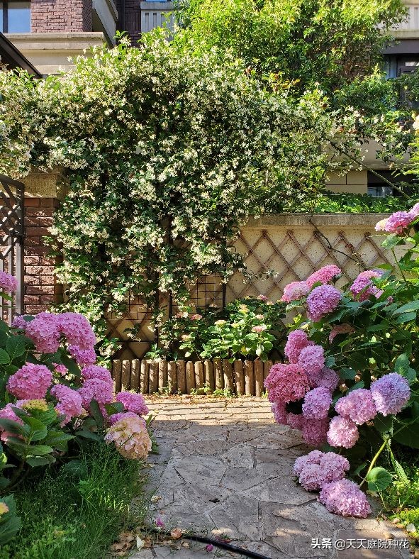 多头蔷薇爬藤一株能长多少,爬藤蔷薇一颗种子就是一株吗