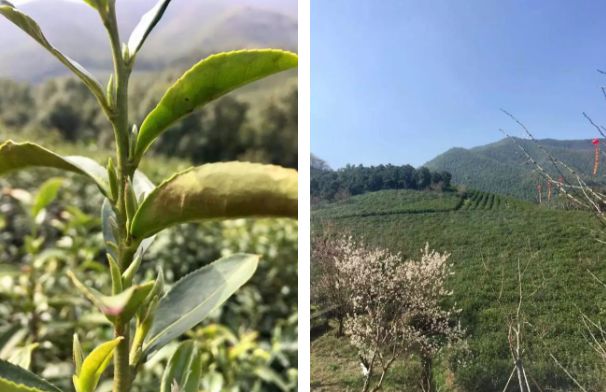 绳命是如此的精彩！网红僧人延参法师为宜兴春游踏青打call！