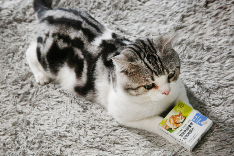 猫咪驱虫拜耳外驱一般什么价格,拜耳清宠物猫驱虫药好用吗