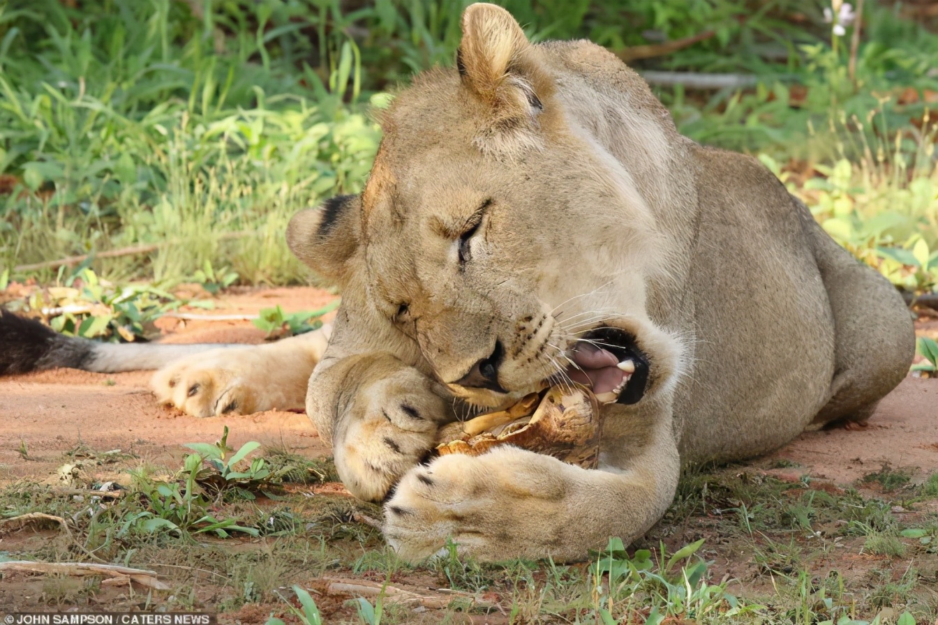 你知道乌龟为什么能活这么久吗,乌龟不用吃东西它也能活下来吗