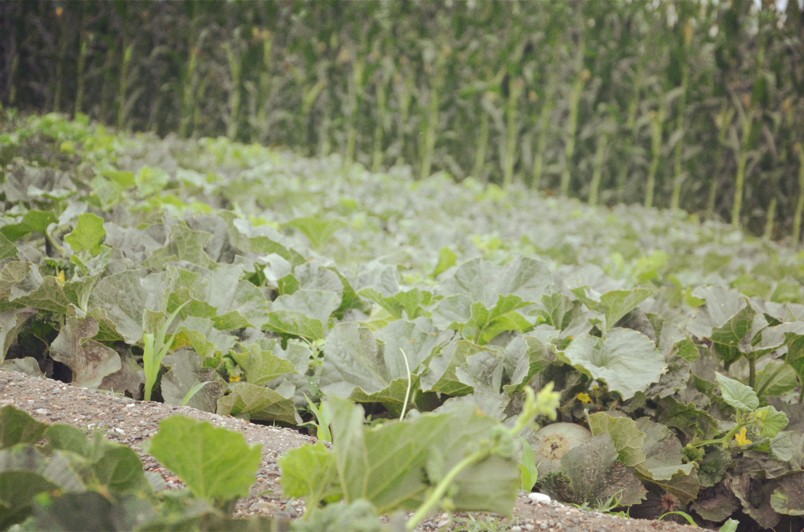 都热成什么亚子啦！网友：39℃的天，我只想来口蜜瓜压压惊