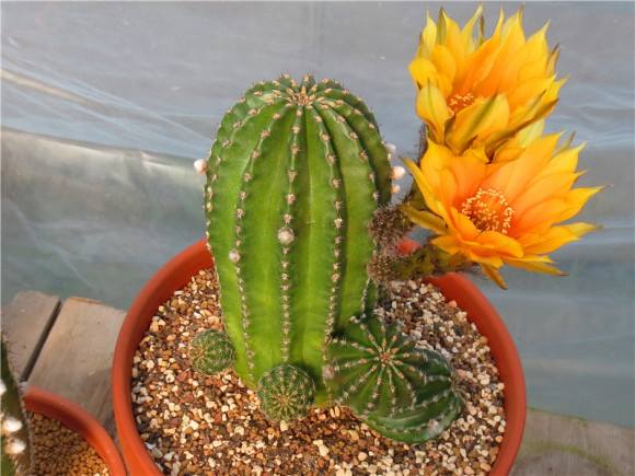 超大仙人掌盆栽黑金刚,名贵高档仙人掌黑金刚