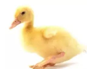 叫了个鸡和叫了只鸡区别,叫了只鸡和叫了个鸡有什么区别