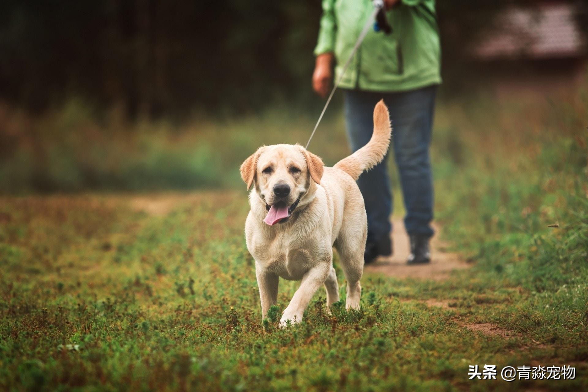 爱犬丢失找回最佳方法,爱犬走失主人怎么找回