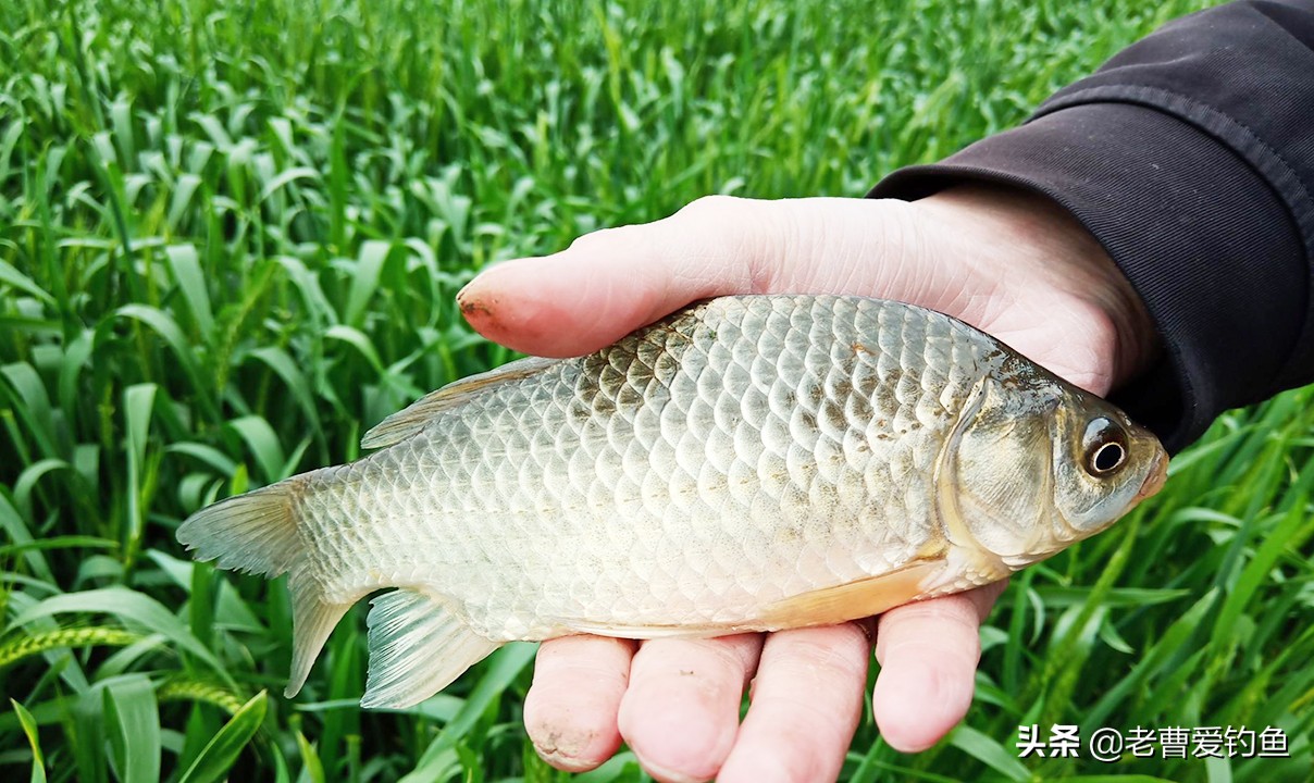 大蒜钓鱼方法钓草鱼,大蒜钓鱼钓法