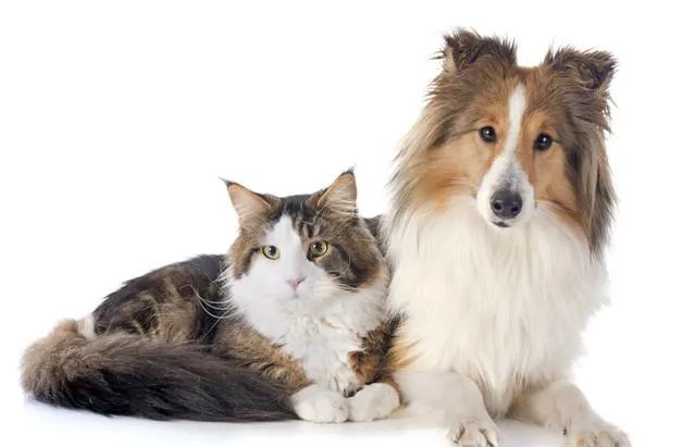 为什么母猫交配过程中撕心裂肺，狗狗却难舍难分？