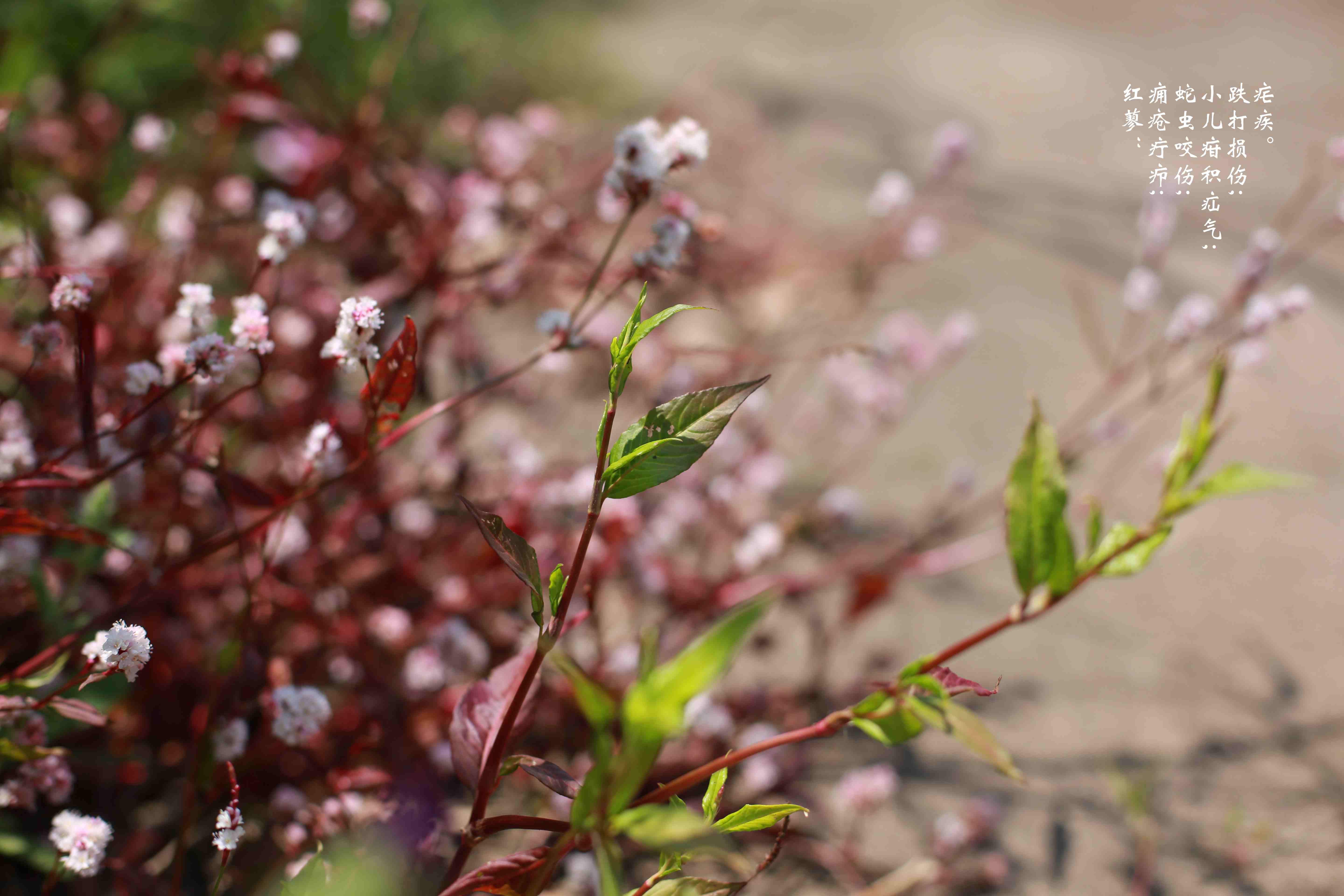 闲言碎语话《黄帝内经》之“上古天真论”10